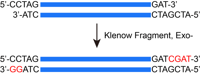 BR3P108 Klenow Fragment (3’→5’ exo-): blunting of DNA 5′-overhangs