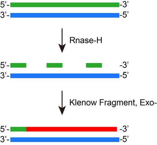 BR3P108 Klenow Fragment (3’→5’ exo-): second-strand cDNA synthesis