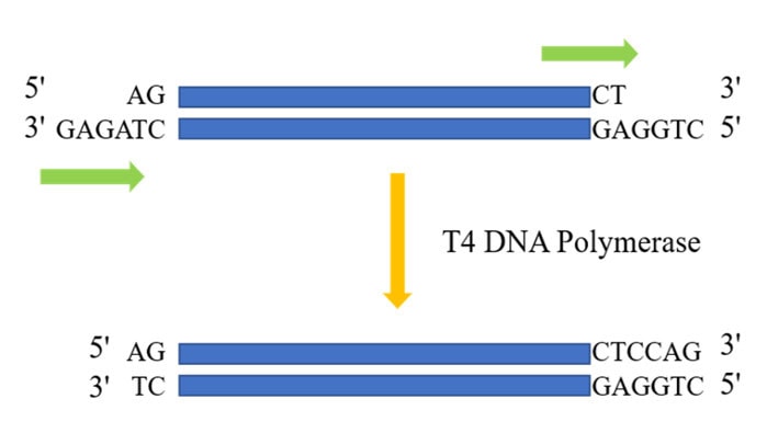 BR3P302 T4 DNA Polymerase: blunting of DNA 5'- or 3'- overhangs