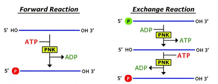 BR3P303 T4 Polynucleotide Kinase (T4 PNK): 3′ dephosphorylation activity, reaction scheme