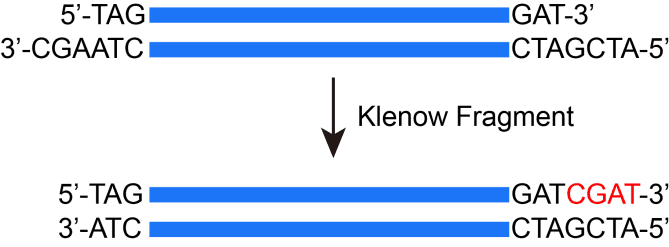 BR3P305 Klenow Fragment (DNA Polymerase I Large Fragment): blunting of DNA 5′-overhangs and trimming of 3′-overhangs