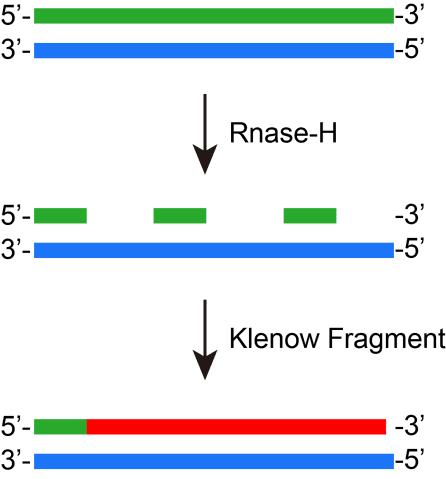 BR3P305 Klenow Fragment (DNA Polymerase I Large Fragment): second-strand cDNA synthesis for NGS RNA library preparation