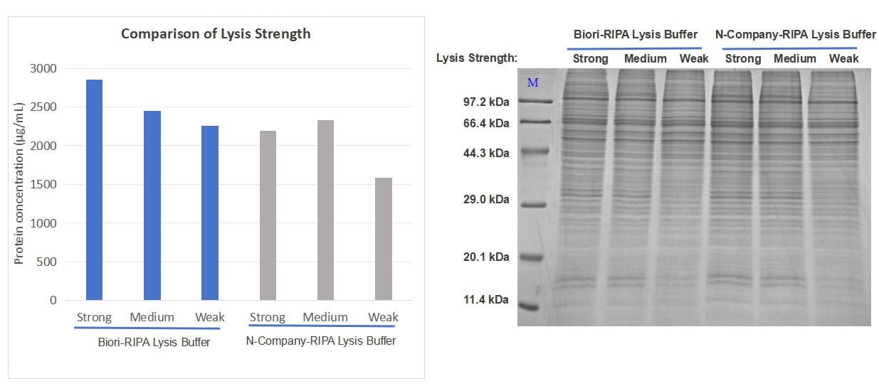 BR4C101 RIPA Lysis Buffer (Strong): Protein concentration (BCA) and Coomassie-stained SDS-PAGE of lysates prepared with Biori and Supplier N RIPA Lysis Buffers (Strong / Medium /
