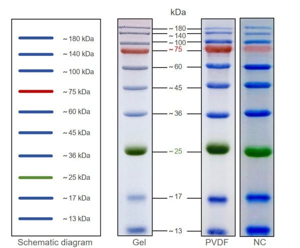 BR4C303 180 kDa Prestained Protein Marker: Figure 1. Schematic diagram of BR4C303 bands, SDS-PAGE gel, and PVDF membrane transfer efficiency. BR4C303 can clearly indicate the electr