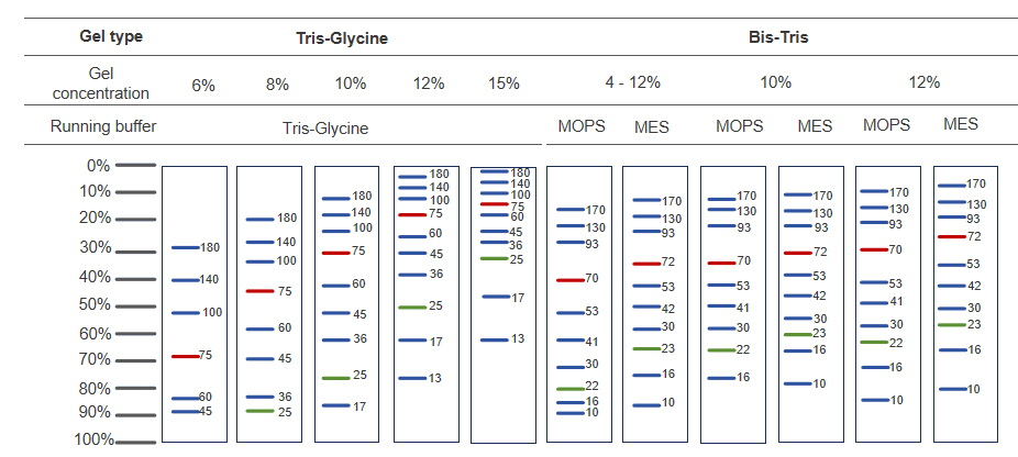 BR4C303 180 kDa Prestained Protein Marker: Figure 2. Migration patterns of BR4C303 under different electrophoresis conditions.