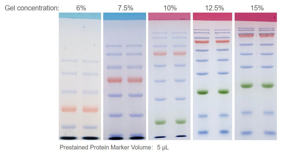 BR4C331 One-Step PAGE Gel Fast Preparation Kit (6%): Electrophoretic patterns of protein markers on resolving gels with different concentrations