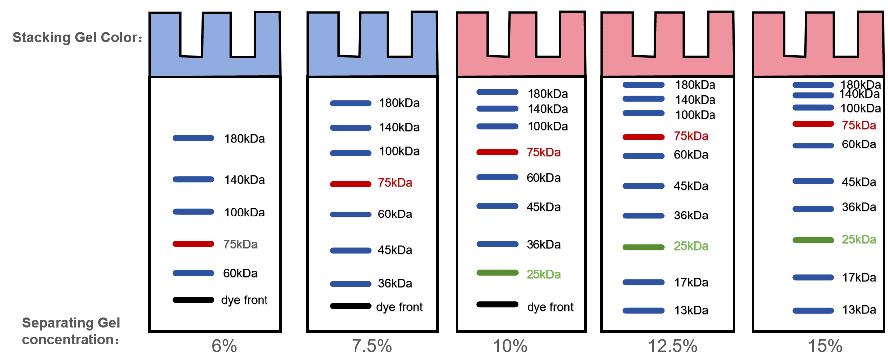 BR4C331 One-Step PAGE Gel Fast Preparation Kit (6%): Schematic diagram of protein marker bands on resolving gels with different concentrations