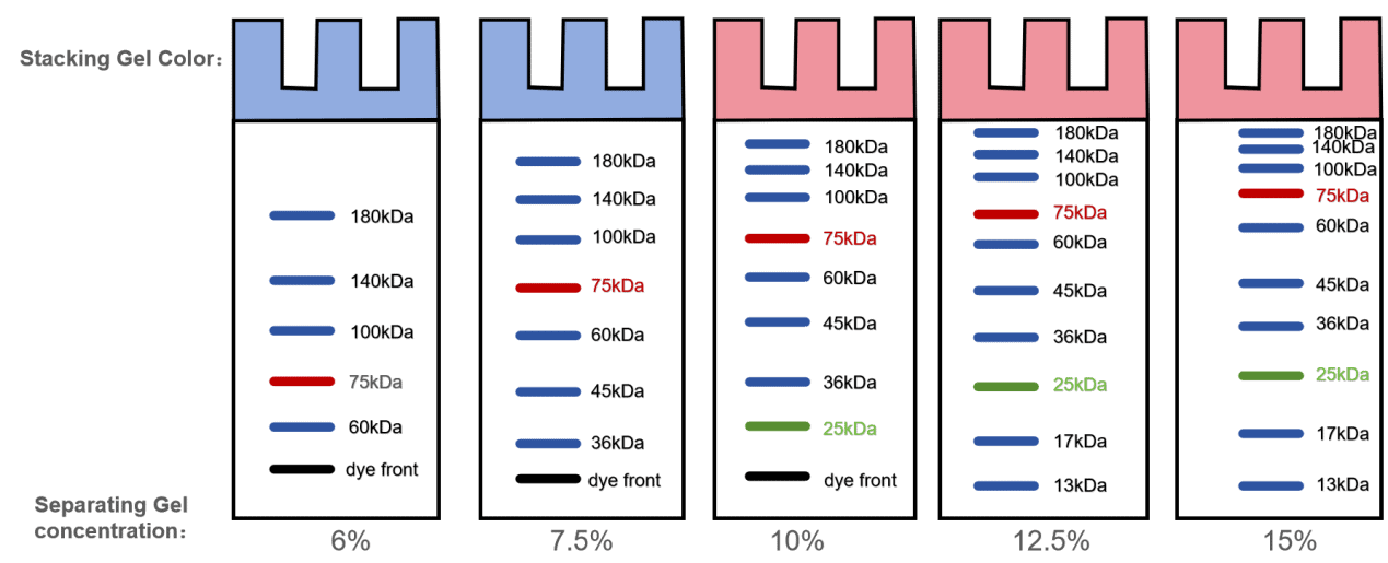 BR4C334 One-Step PAGE Gel Fast Preparation Kit (12.5%): Schematic diagram of protein marker bands on resolving gels with different concentrations