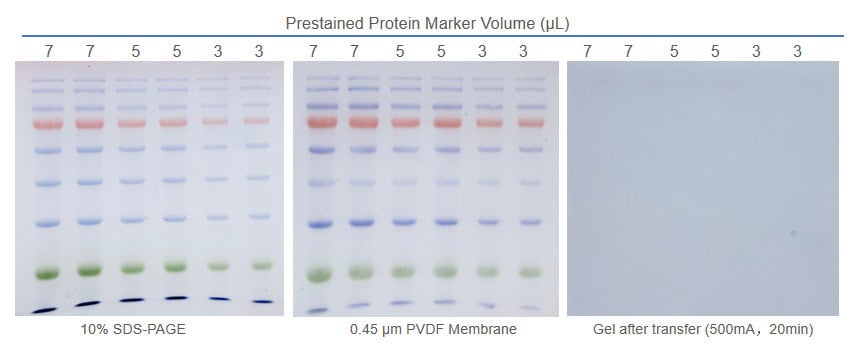BR4D421 10× Fast Transfer Buffer: Prestained protein marker (7/5/3 µL per lane): 10% SDS-PAGE, 0.45 µm PVDF membrane after transfer, and gel after transfer (500 mA, 20 min).