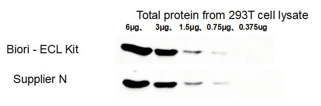 BR4D602 ECL Chemiluminescent Substrate Kit: WB detection of housekeeping protein GAPDH