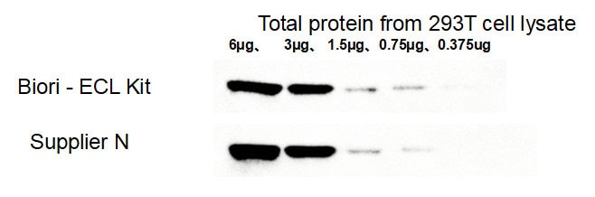 BR4D602 ECL Chemiluminescent Substrate Kit: WB detection of housekeeping protein α-tubulin