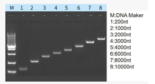 GMP-BP-E01 T7 RNA Polymerase GMP-grade: Figure 1 Result for transcriptional products of varying lengths