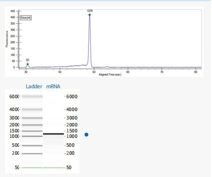 GMP-BP-E01 T7 RNA Polymerase GMP-grade: Figure 2 Transcriptional product integrity result