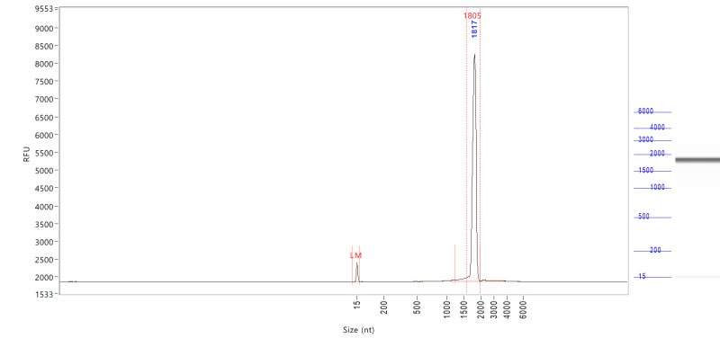 GMP-BP-E02 RNase Inhibitor GMP-grade: Figure 2 The results of the capillary electrophoresis test on the IVT products that were added with RNase Inhibitor during the IVT.
