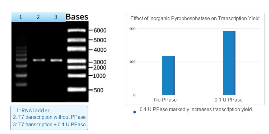 GMP-BP-E03 Pyrophosphatase, Inorganic GMP-grade: Figure 2 Electrophoretic pattern of the IVT product (left); comparison results of IVT yields (right)