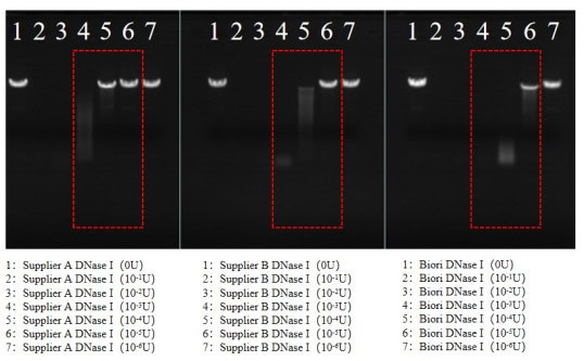 GMP-BP-E04 DNase I GMP-grade: Figure 1 Different suppliers DNase I digestion result.