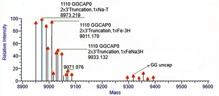 GMP-BP-E05 Vaccinia Capping Enzyme GMP-grade: Figure 1 The determination results of the capping rate for the low-dose VCE capped samples.