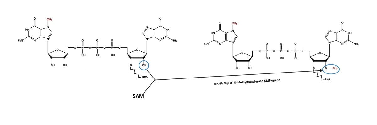GMP-BP-E06 mRNA Cap 2'-O-Methyltransferase GMP-grade: Figure 1 Principle scheme of Cap0 to Cap1 conversion.