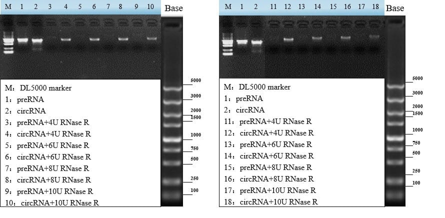 GMP-BP-E08 RNase R GMP-grade: Figure 1 RNase R-treated preRNA and circRNA (left: Biori; right: Supplier K)