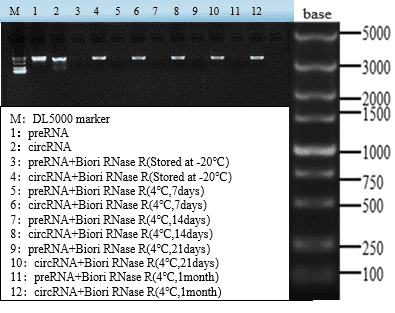 GMP-BP-E08 RNase R GMP-grade: Figure 2 Stability assay of Biori RNase R: digestion of preRNA and circRNA after 1 month storage at 4 °C versus -20 °C control.