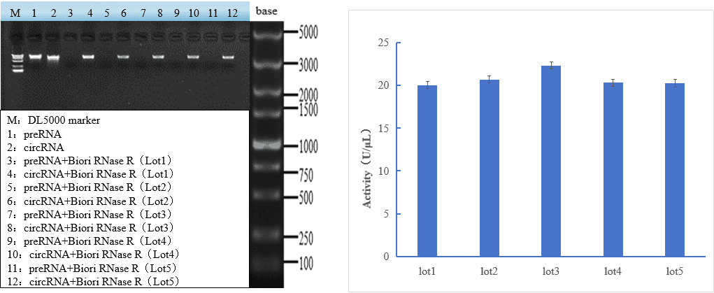 GMP-BP-E08 RNase R GMP-grade: Figure 3 Comparison of preRNA digestion by five lots of Biori RNase R