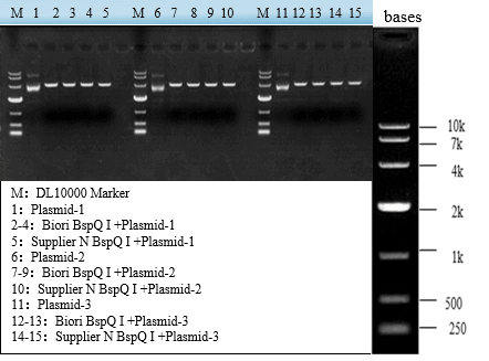 GMP-BP-E09 BspQ I GMP-grade: Figure 1 Comparison of cleavage activity between Biori and Supplier N BspQ I on three different plasmids.