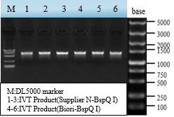 GMP-BP-E09 BspQ I GMP-grade: Figure 3 IVT products from linearized templates (Biori vs Supplier N)