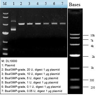 GMP-BP-E10 Bsa I GMP-grade: Figure 1 Digestion of plasmid by increasing units of Bsa I GMP-grade