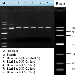 GMP-BP-E10 Bsa I GMP-grade: Figure 2 Activity of Bsa I GMP-grade after 1, 3, 5, and 7 days at 37°C.