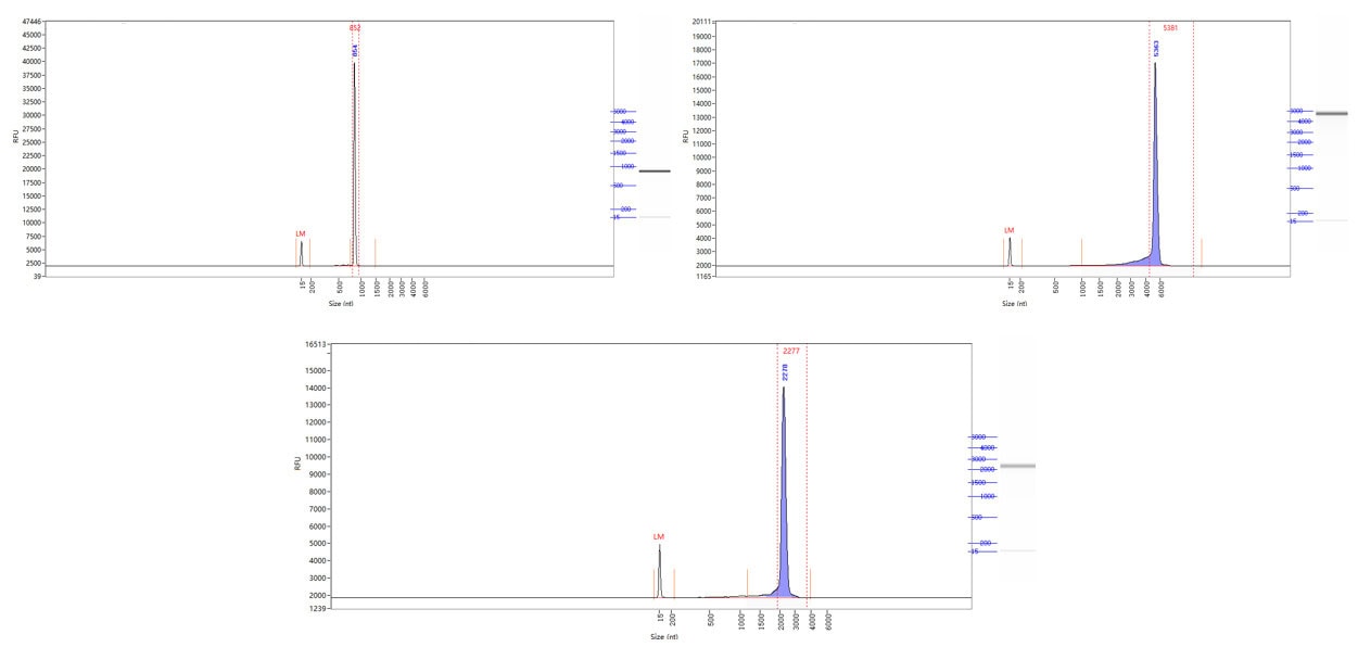 GMP-BP-E11 T7 RNA Polymerase 3.0 GMP-grade (low dsRNA): Figure 4 The result of the capillary electrophoresis test for the integrity of mRNA samples. (three different lengths)