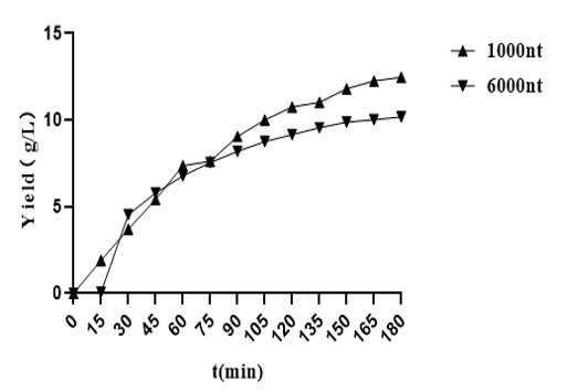 GMP-BP-E11 T7 RNA Polymerase 3.0 GMP-grade (low dsRNA): Figure 5 Enzyme activity curve result.