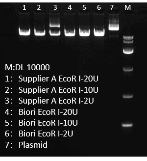 GMP-BP-E16 EcoR I GMP-grade: Figure 1 Digestion of plasmid by EcoR I GMP-grade (Biori vs Supplier A)
