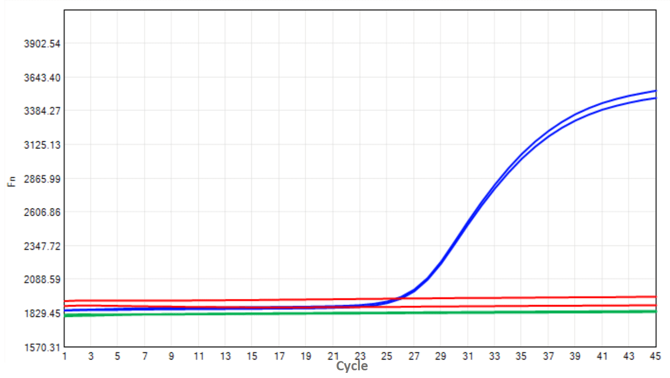 E04-2 AcuGenix™ Heat-labile Uracil-DNA Glycosylase (UNG)-V2: Digestive capacity Test - Amplification Curves - FAM (Positive control Negative control Heat-labile UNG with…)
