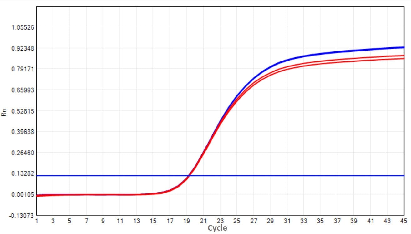 E04-2 AcuGenix™ Heat-labile Uracil-DNA Glycosylase (UNG)-V2: Inactivation capacity Test - Amplification Curves - FAM (Positive control Heat-labile UNG at 50°C for 10 minutes)