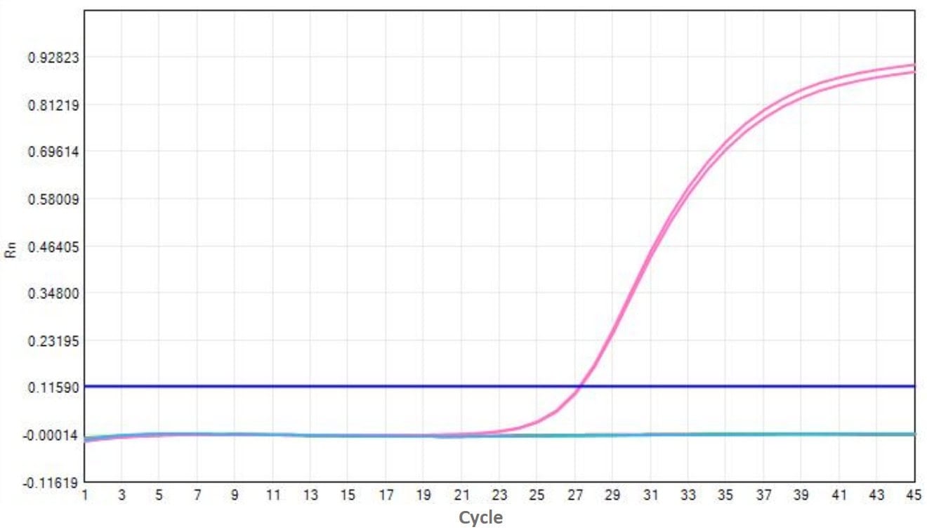 E04-2 AcuGenix™ Heat-labile Uracil-DNA Glycosylase (UNG)-V2: Validity verification - Instant production - FAM (Digestive capacity Test Positive control Heat-labile UNG with…)