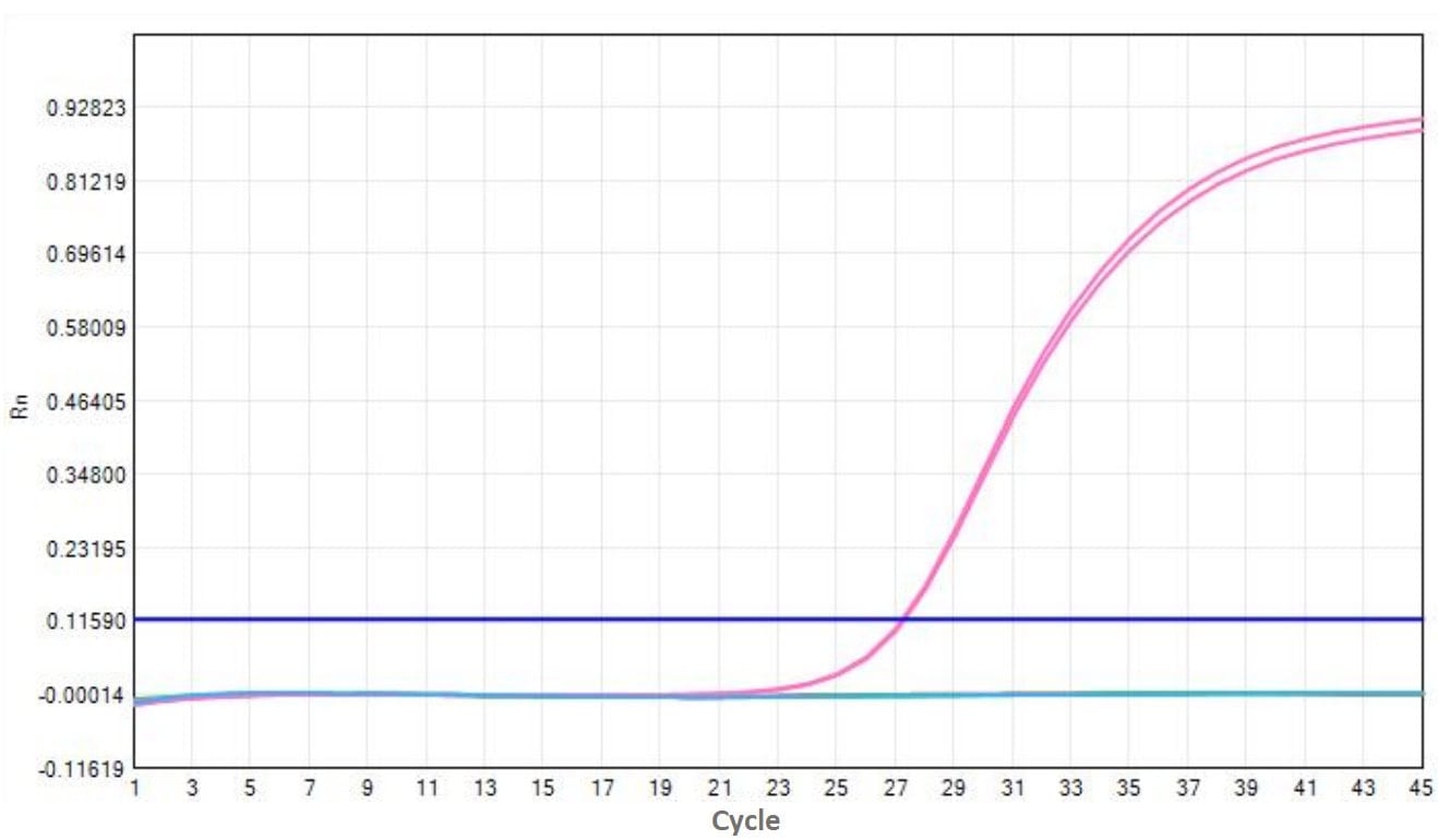E04-2 AcuGenix™ Heat-labile Uracil-DNA Glycosylase (UNG)-V2: Validity verification - Store at -20 ± 5 °C for 2 years - FAM (Digestive capacity Test Positive control Heat-labile…)