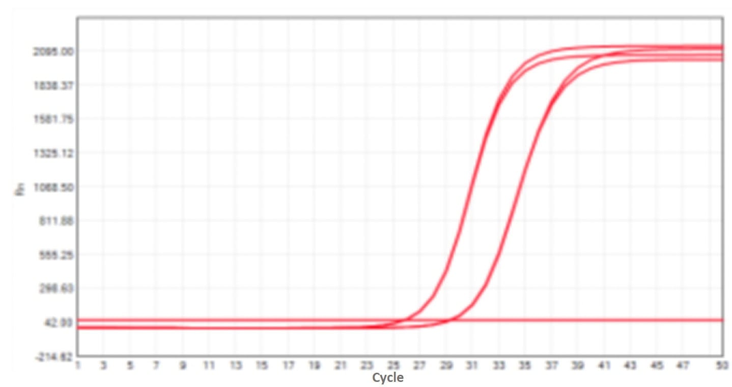 E43 Neoscript Hot Start Reverse Transcriptase-V2: Rapid PCR Program Test - Amplification Curves - CY5 (Standard PCR Program)
