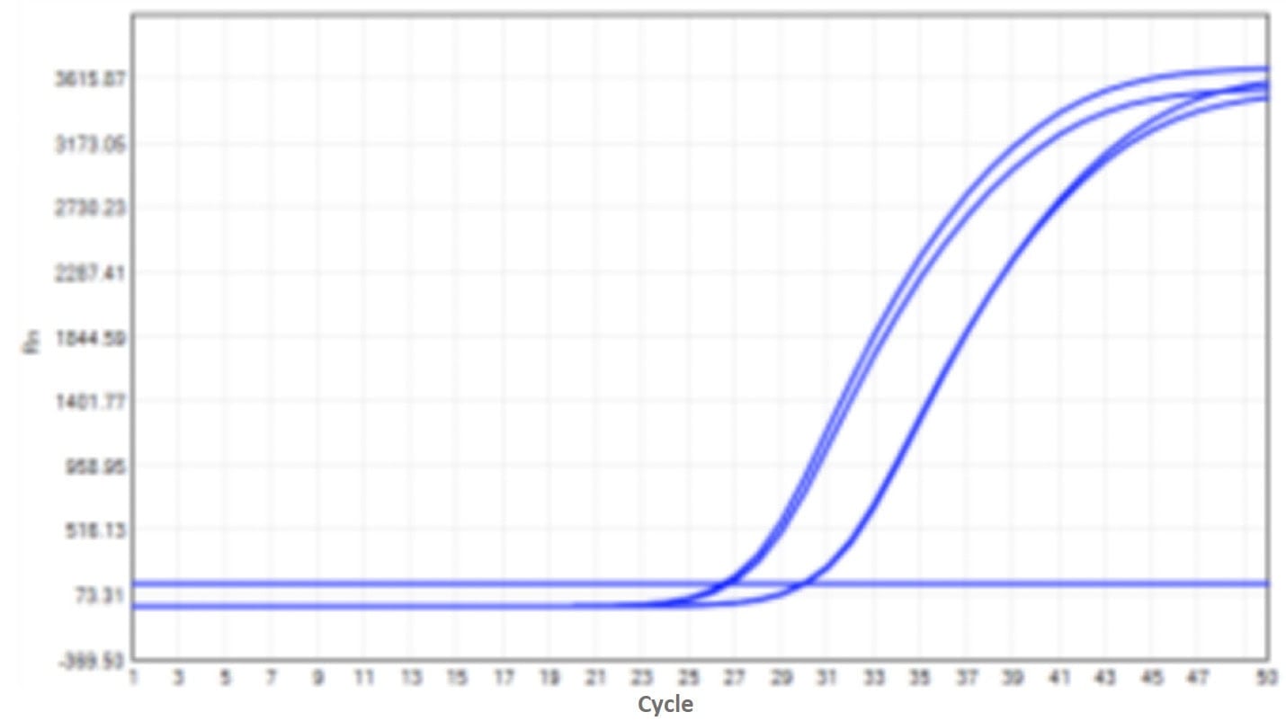 E43 Neoscript Hot Start Reverse Transcriptase-V2: Rapid PCR Program Test - Amplification Curves - FAM (Standard PCR Program)