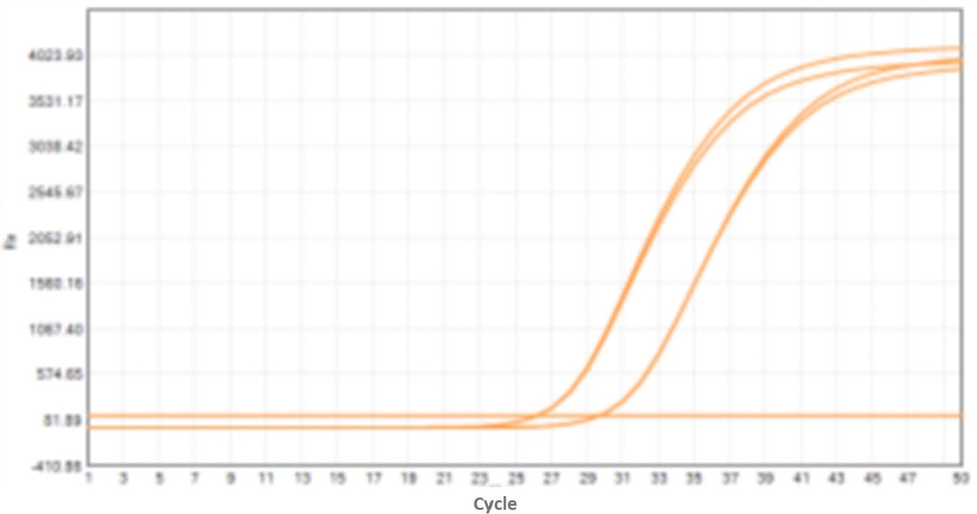 E43 Neoscript Hot Start Reverse Transcriptase-V2: Rapid PCR Program Test - Amplification Curves - ROX (Standard PCR Program)