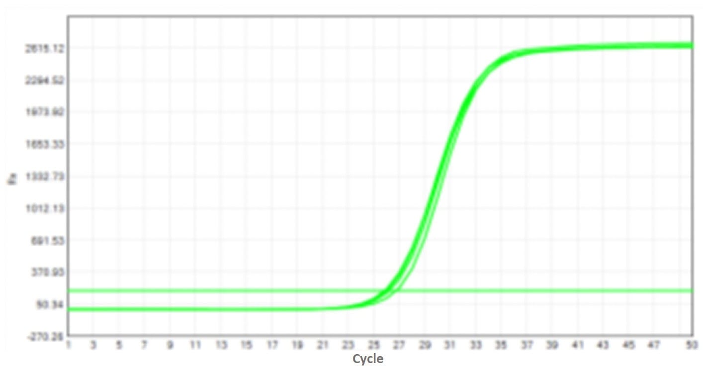 E43 Neoscript Hot Start Reverse Transcriptase-V2: Rapid PCR Program Test - Amplification Curves - VIC (Standard PCR Program)