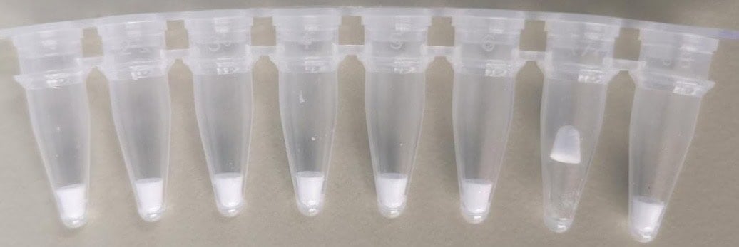 FHW1007-P01 AcuGenix™ Lyo-ready Hot Start LAMP Probe Master Mix-V2: One-Year Stability Test at Room Temperature After Lyophilization