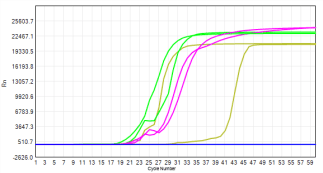FHW1007-R02 AcuGenix™ Lyo-ready Hot Start LAMP Dye Master Mix-V2: Accelerated Stability Test - FAM - 0.02ng/μl (Stored at -20°C Accelerated at 37°C for 7 d Accelerated at 37°C…)
