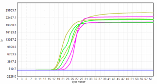 FHW1007-R02 AcuGenix™ Lyo-ready Hot Start LAMP Dye Master Mix-V2: Accelerated Stability Test - FAM - 0.2ng/μl (Stored at -20°C Accelerated at 37°C for 7 d Accelerated at 37°C…)