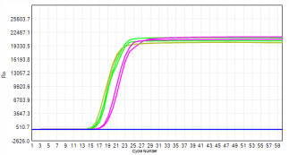 FHW1007-R02 AcuGenix™ Lyo-ready Hot Start LAMP Dye Master Mix-V2: Accelerated Stability Test - FAM - 2ng/μl (Stored at -20°C Accelerated at 37°C for 7 d Accelerated at 37°C for…)