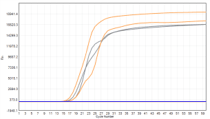 FHW1007-R02 AcuGenix™ Lyo-ready Hot Start LAMP Dye Master Mix-V2: Immediate Post-Lyophilization Test - FAM - 0.001 pg/μl (■ Liquid Control ■ Lyophilized Beads)