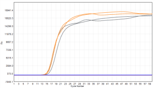 FHW1007-R02 AcuGenix™ Lyo-ready Hot Start LAMP Dye Master Mix-V2: Immediate Post-Lyophilization Test - FAM - 0.01 pg/μl (■ Liquid Control ■ Lyophilized Beads)