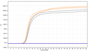 FHW1007-R02 AcuGenix™ Lyo-ready Hot Start LAMP Dye Master Mix-V2: Immediate Post-Lyophilization Test - FAM - 0.1 pg/μl (■ Liquid Control ■ Lyophilized Beads)