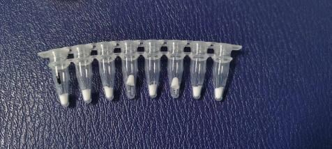 Lyophilized reagent beads in an 8-tube PCR strip after 4 hours open at 20–25% RH and 28 days at 55 °C