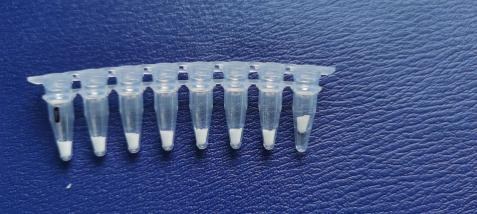 Lyophilized reagent beads in an 8-tube PCR strip immediately after freeze drying