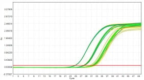 M2181-4 AcuGenix™ FastAmpli All-in-One qPCR Master Mix with UNG-V4: Accelerated Stability Test - Amplification Curves - CY5 (0 Days Accelerated; 3 Days Accelerated; 7 Days…)